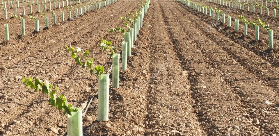 Nueva plantación