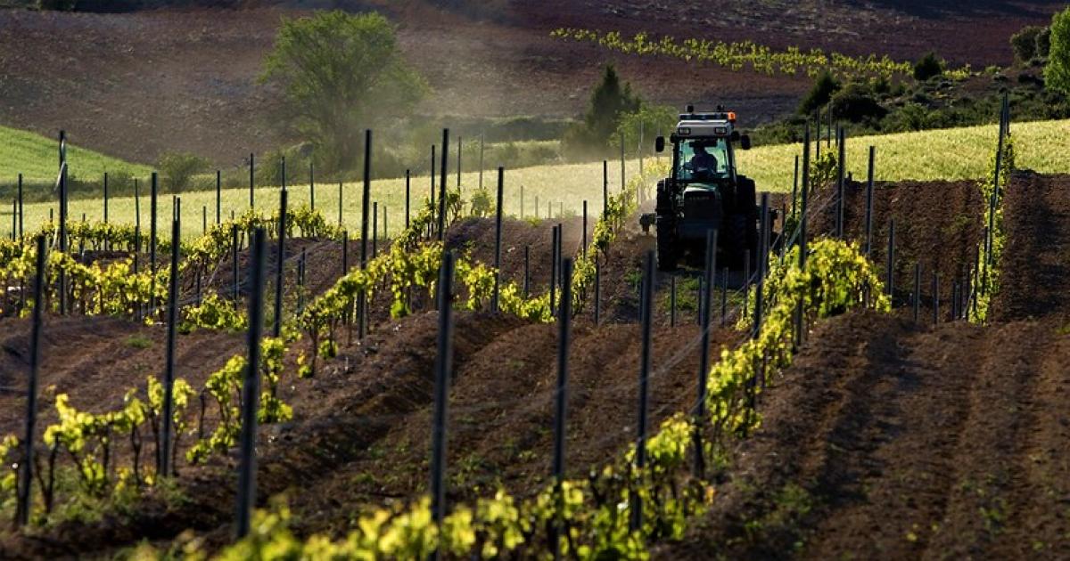 Imagen de un viñedo de la Ribera del Duero